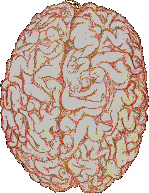 le cervau des hommes